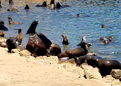 Sea lions in Monterey Harbor