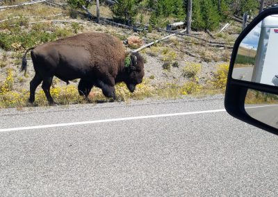 Yellowstone bison